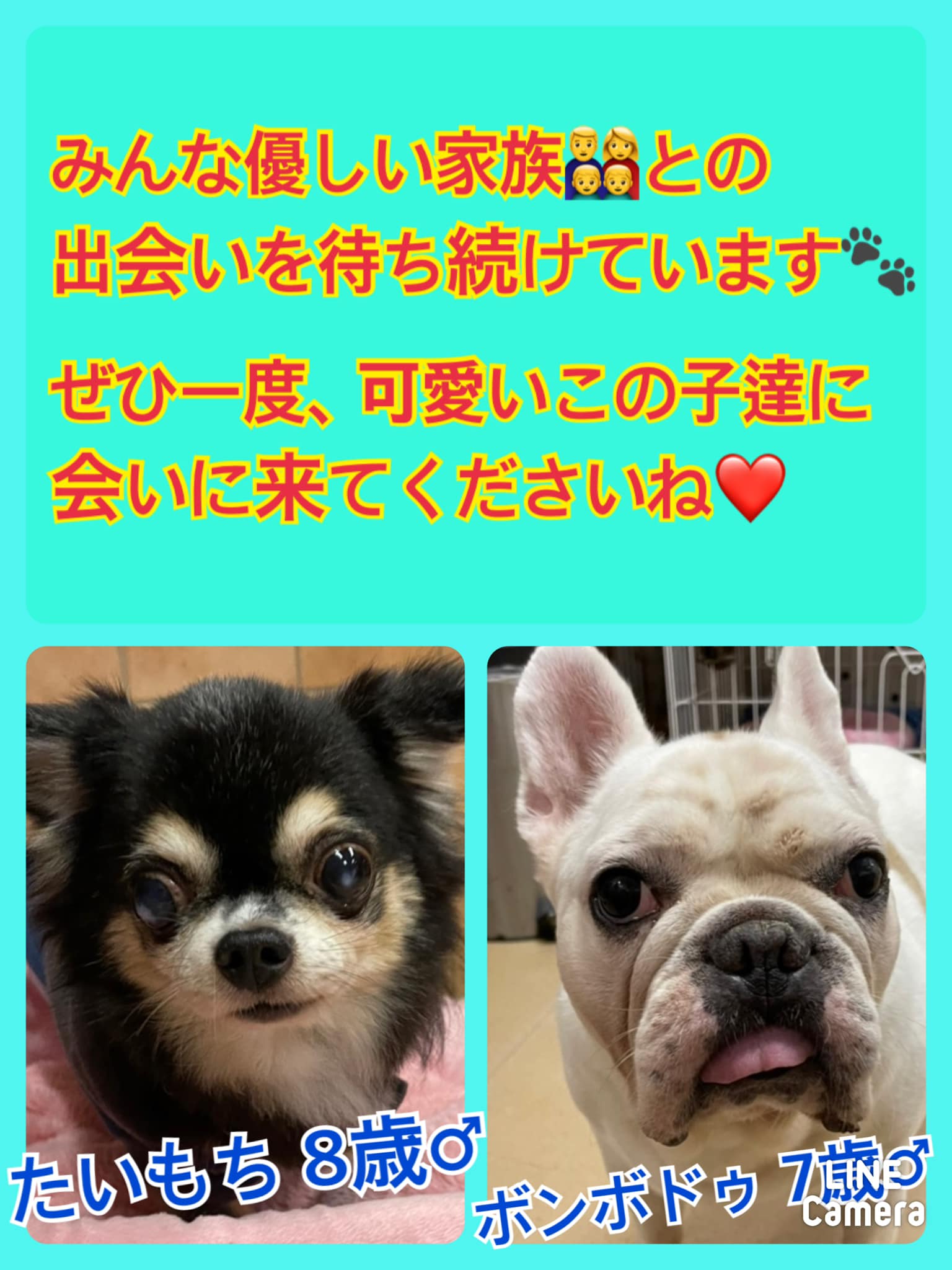 🐾今日の里親様募集中ワンコ🐶メンバーです🐾2021,11,15